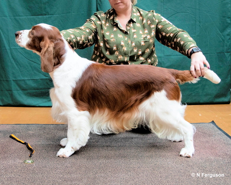 Chamipion Dog Champion Dog